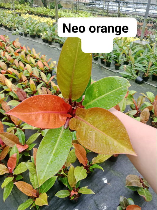Neo Orange