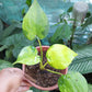 variegated Anthurium