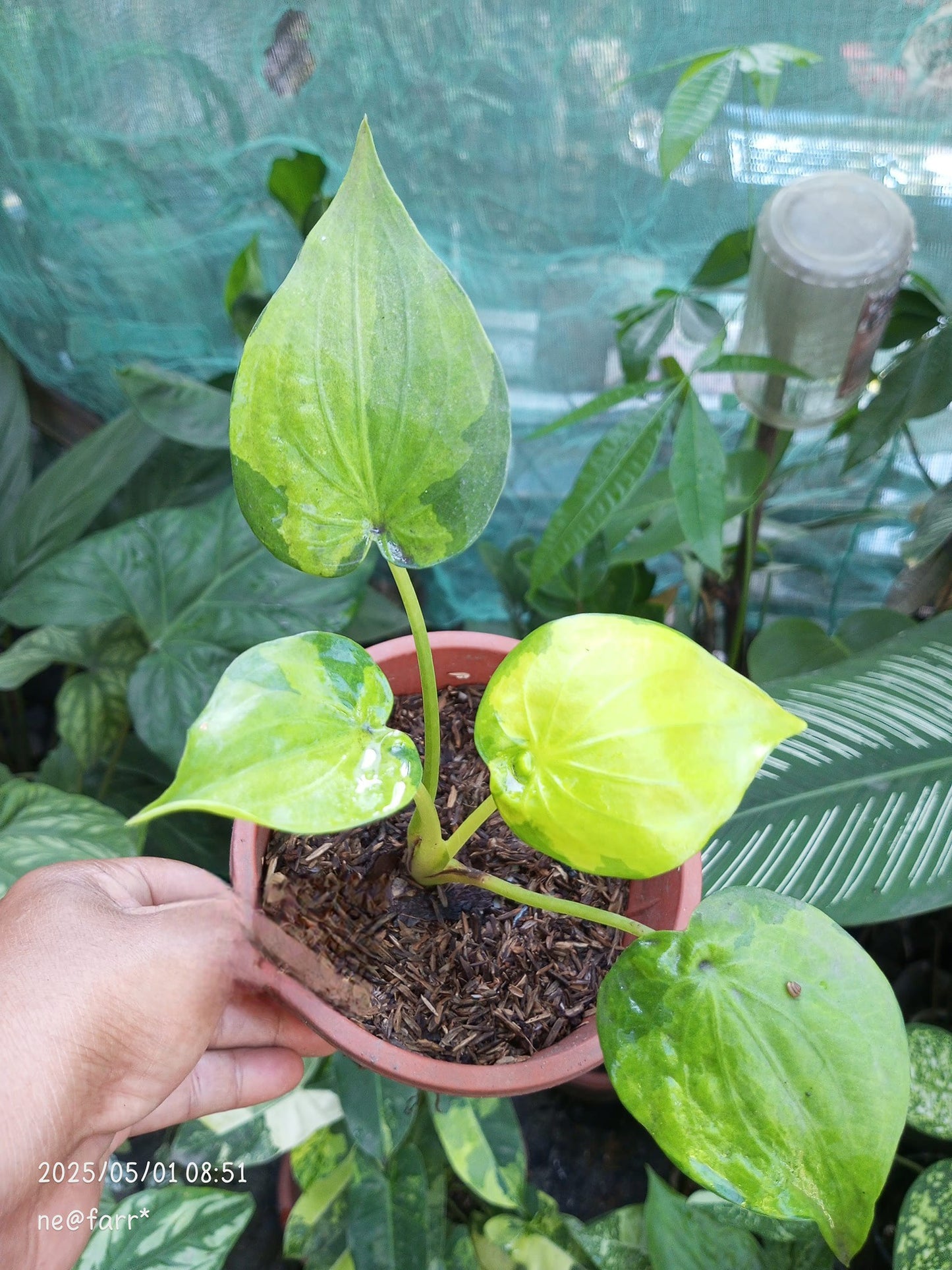 variegated Anthurium