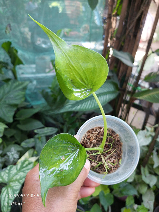 variegated Anthurium