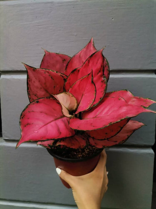Aglaoonema red