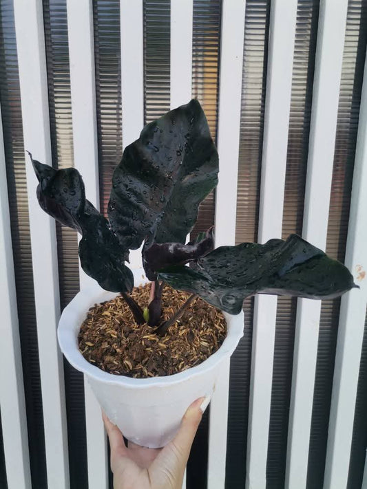 Alocasia infernalis