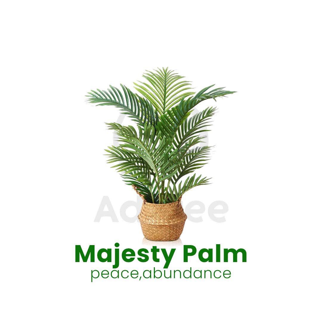 Majesty Palm
