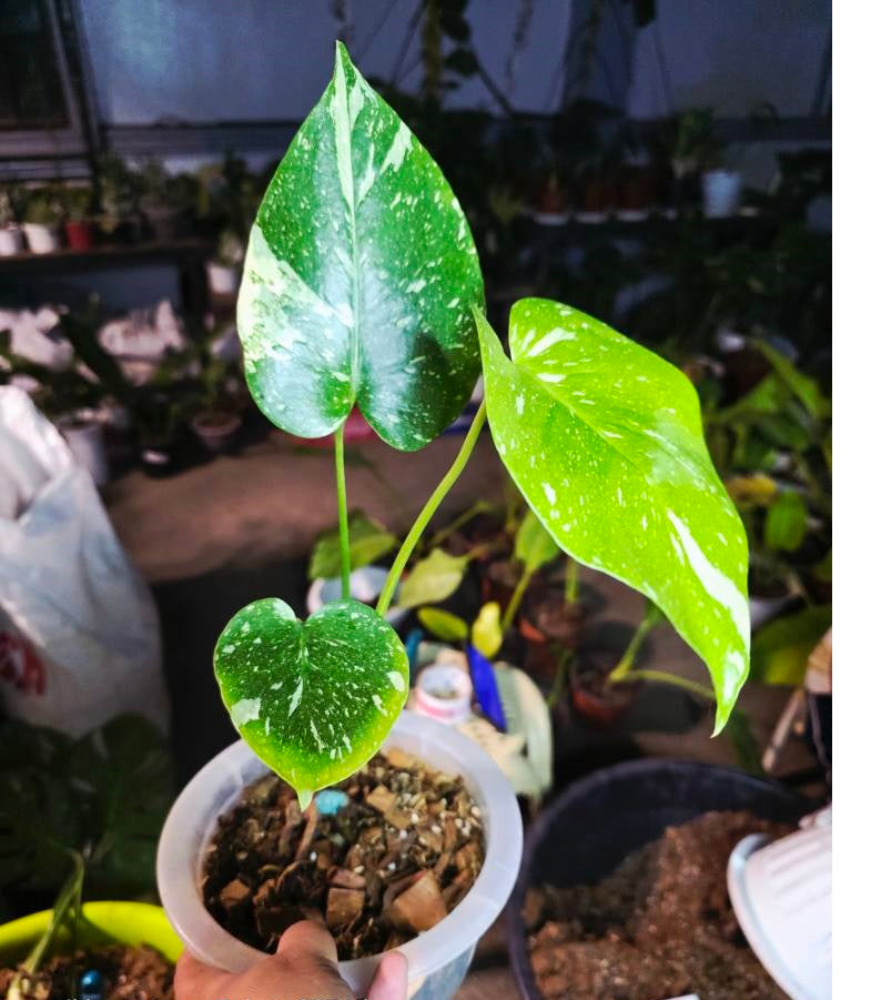 MONSTERA DELICIOSA      THAICONSTELLATION / BASE CUT WITH       EXTRA NODE 🪴
