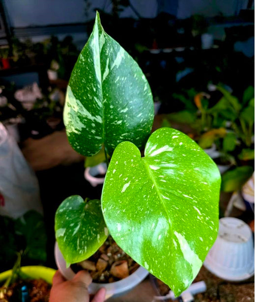 MONSTERA DELICIOSA      THAICONSTELLATION / BASE CUT WITH       EXTRA NODE 🪴