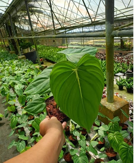 Philodendron McDowell