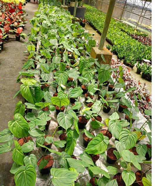 Philodendron McDowell
