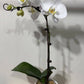 Phalaenopsis Orchid