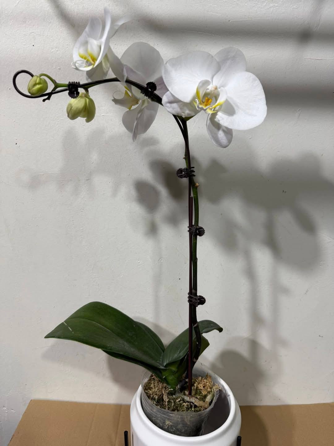 Phalaenopsis Orchid