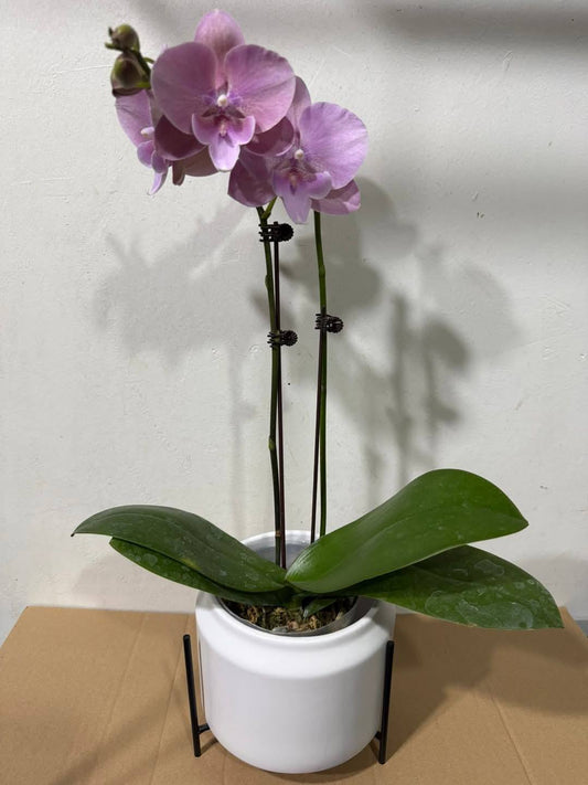 Phalaenopsis Orchid